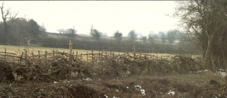 hedgelaying