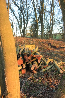 Timber left on site as a wildlife refuge